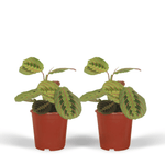 Load image into Gallery viewer, Maranta leuconeura 'Fascinator' (Arrowroot) - 2 plants - Ø12cm - ↕20cm
