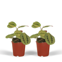 Maranta leuconeura 'Fascinator' (Arrowroot) - 2 plants - Ø12cm - ↕20cm