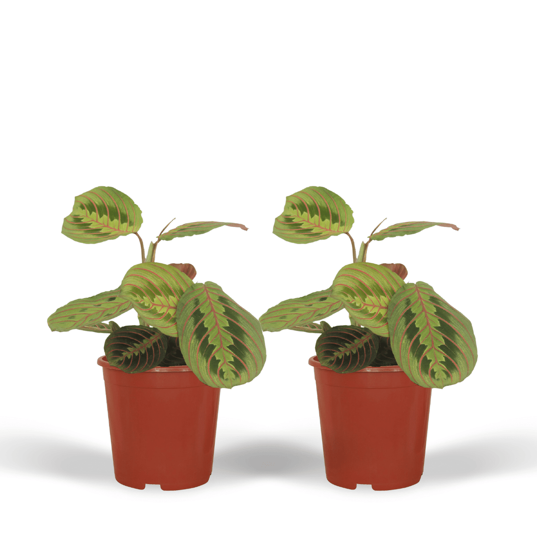 Maranta leuconeura 'Fascinator' (Arrowroot) - 2 plants - Ø12cm - ↕20cm