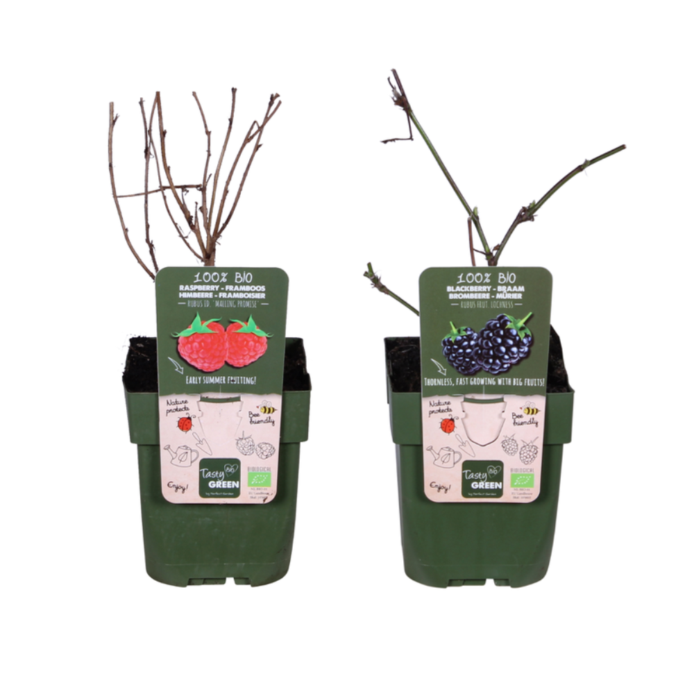 Set of 2 Berry Plants - Rubus fruticosus ‘Lochness’ Bio &amp; Rubus idaeus ‘Malling Promise’ Bio