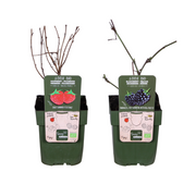 Set of 2 Berry Plants - Rubus fruticosus ‘Lochness’ Bio & Rubus idaeus ‘Malling Promise’ Bio