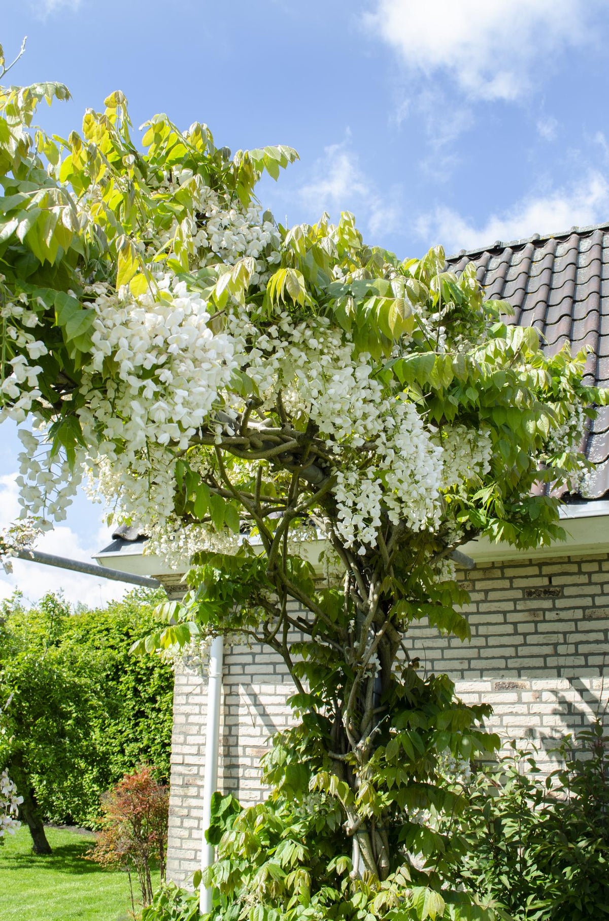Wisteria floribunda 'Longissima Alba' - Pioggia bianca - Ø15cm - ↕65cm