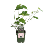 Load image into Gallery viewer, Morus nigra &#39;Mulle&#39; - Ø13cm - ↕45cm
