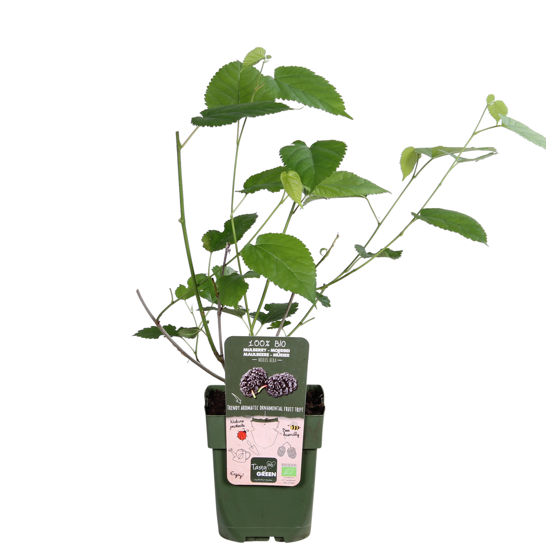 Morus nigra 'Mulle' - Ø13cm - ↕45cm