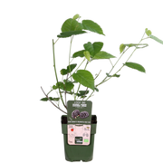 Morus nigra 'Mulle' - Ø13cm - ↕45cm