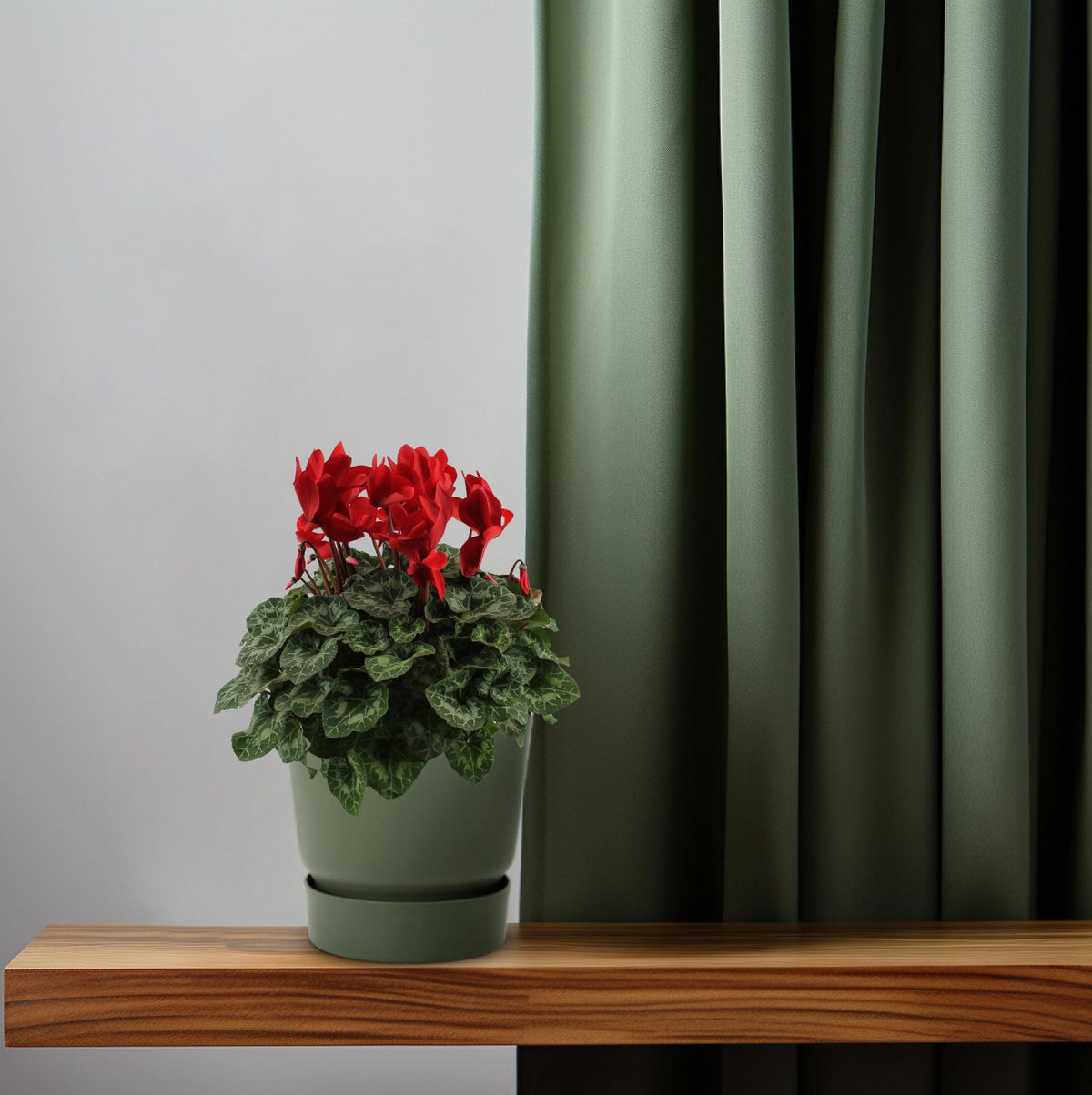 Ciclamino, Rosso - Ø17cm - ↕40cm