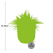 Chlorophytum comosum 'Ocean' in Vaso ELHO Vibes Fold Round, Rosa tenue - Ø16cm - ↕15cm