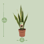 Load image into Gallery viewer, Sansevieria trifasciata &#39;Laurentii&#39; (Mother-in-law’s Tongue) - Ø17cm - ↕60cm
