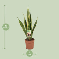 Sansevieria trifasciata 'Laurentii' (Mother-in-law’s Tongue) - Ø17cm - ↕60cm