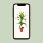 Load image into Gallery viewer, Dracaena fragrans &#39;Lemon Lime&#39; - Ø17cm - ↕65cm
