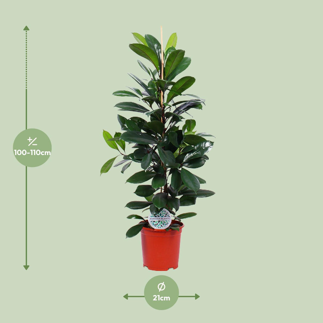 Ficus cyathistipula - Ø21cm - ↕105cm