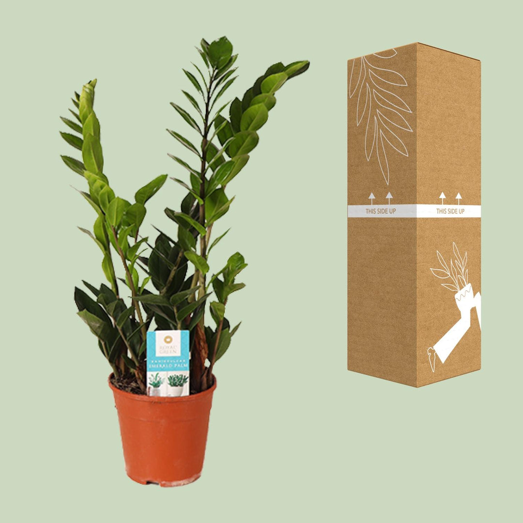 Zamioculcas zamiifolia - Ø14cm - ↕45cm