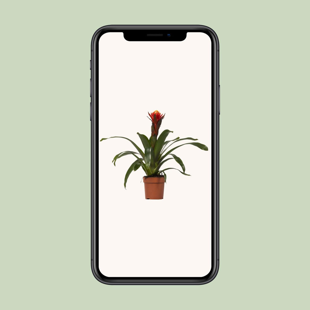 Guzmania 'Happiness' - Ø12 - ↕45