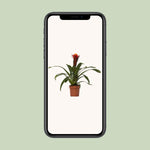 Load image into Gallery viewer, Guzmania 'Happiness' - Ø12 - ↕45