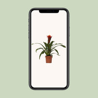 Guzmania 'Happiness' - Ø12 - ↕45