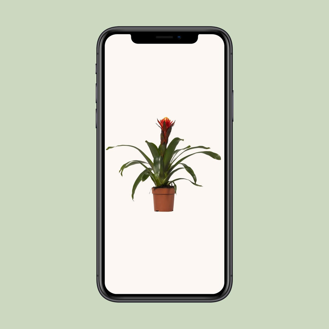 Guzmania 'Happiness' - Ø12 - ↕45