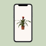 Guzmania 'Happiness' - Ø12 - ↕45