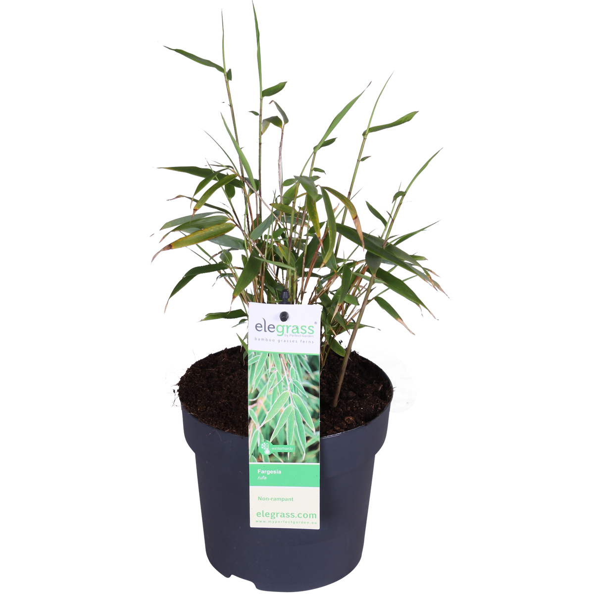 Fargesia rufa (Bambù) - Ø14cm ↨40cm