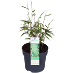 Load image into Gallery viewer, Fargesia rufa - Ø14 - ↨40cm
