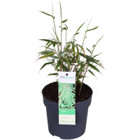 Fargesia rufa (Bambù) - Ø14cm ↨40cm