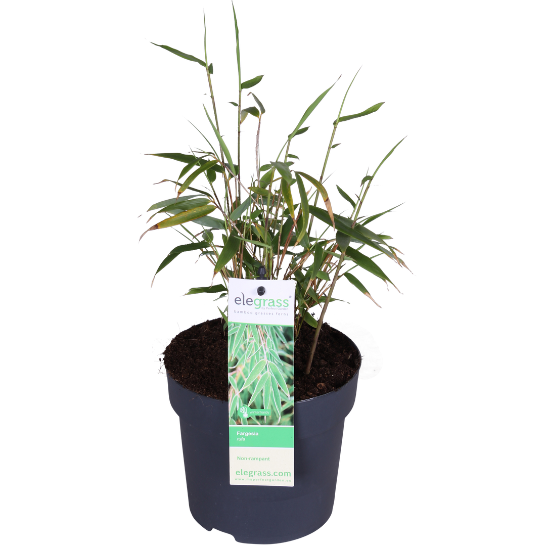 Fargesia rufa - Ø14 - ↨40cm