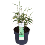 Fargesia rufa - Ø14 - ↨40cm