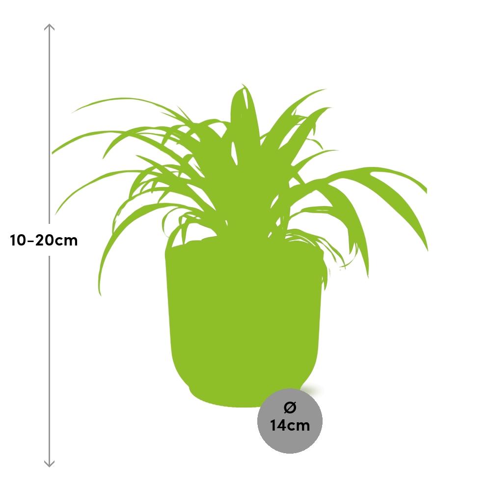 Chlorophytum comosum variegatum in Vaso ELHO Vibes Fold, Rosa, Ø14cm - ↕15cm