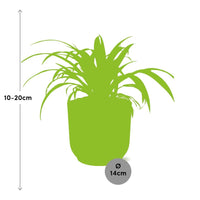 Chlorophytum comosum variegatum in Vaso ELHO Vibes Fold, Rosa, Ø14cm - ↕15cm