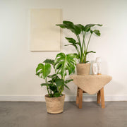 Tropical Duo + Pots - Strelitzia Nicolai - Ø19cm - ↕85cm + Monstera Deliciosa - Ø21cm - ↕75cm + Basket Selin