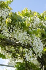 Load image into Gallery viewer, Wisteria floribunda &#39;Longissima Alba&#39; - White rain - Ø15cm - ↕65cm
