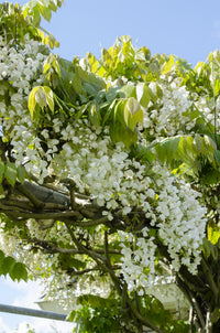 Wisteria floribunda 'Longissima Alba' - Pioggia bianca - Ø15cm - ↕65cm