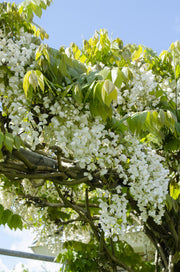 Wisteria floribunda 'Longissima Alba' - White rain - Ø15cm - ↕65cm