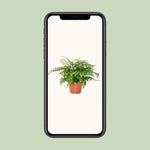 Load image into Gallery viewer, Asplenium parvati - Ø17cm - ↕30cm