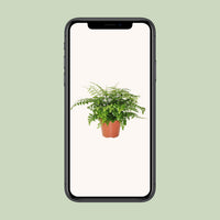 Asplenium parvati - Ø17cm - ↕30cm
