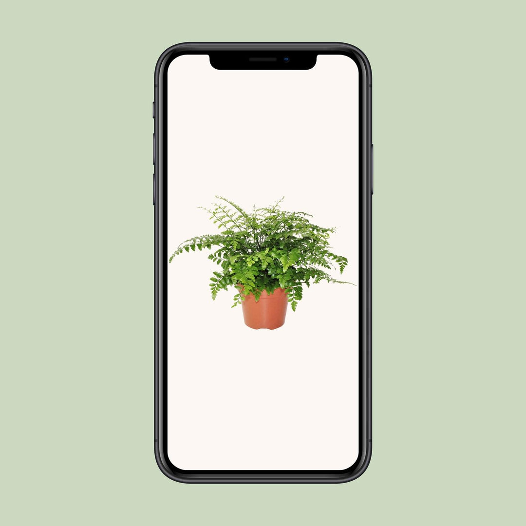 Asplenium parvati - Ø17cm - ↕30cm