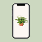 Asplenium parvati - Ø17cm - ↕30cm