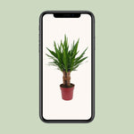 Load image into Gallery viewer, Yucca elephantipes 'Tres Cañas' - Ø19cm - ↕70cm
