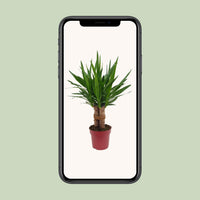 Yucca elephantipes 'Tres Cañas' - Ø19cm - ↕70cm