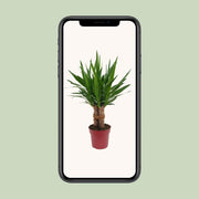 Yucca elephantipes 'Tres Cañas' - Ø19cm - ↕70cm