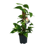 Epipremnum (Scindapsus) - Ø15cm - ↕50cm