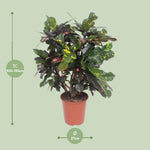Load image into Gallery viewer, Codiaeum magnificent (Croton magnificent) - Ø27cm - ↕110cm