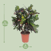 Codiaeum magnificent (Croton magnificent) - Ø27cm - ↕110cm