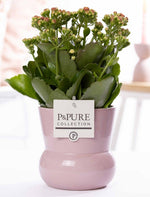 Load image into Gallery viewer, Kalanchoe Pink In P&amp;PURE Plant Pot Maxima Pink - Ø12cm - ↕27cm