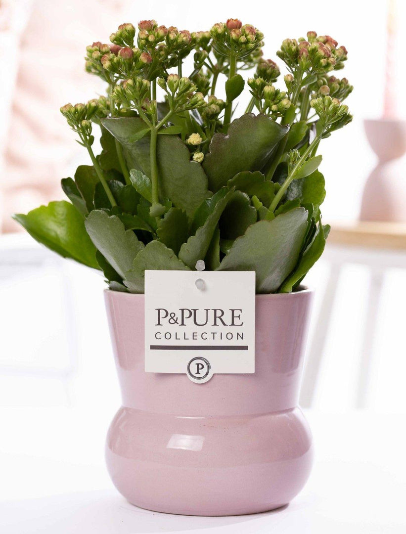 Kalanchoe Pink In P&PURE Plant Pot Maxima Pink - Ø12cm - ↕27cm