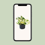 Load image into Gallery viewer, Epipremnum pinnatum &#39;Happy Leaf&#39; (Scindapsus) - Ø12cm - ↕15cm
