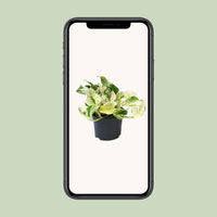 Epipremnum pinnatum 'Happy Leaf' (Scindapsus) - Ø12cm - ↕15cm