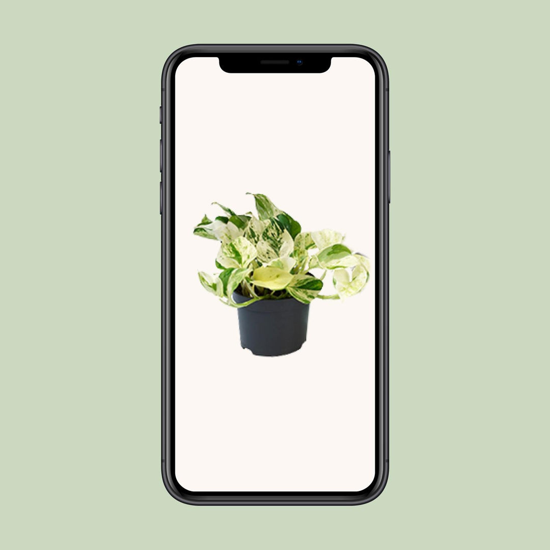 Epipremnum pinnatum 'Happy Leaf' (Scindapsus) - Ø12cm - ↕15cm