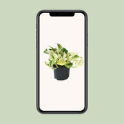 Epipremnum pinnatum 'Happy Leaf' (Scindapsus) - Ø12cm - ↕15cm