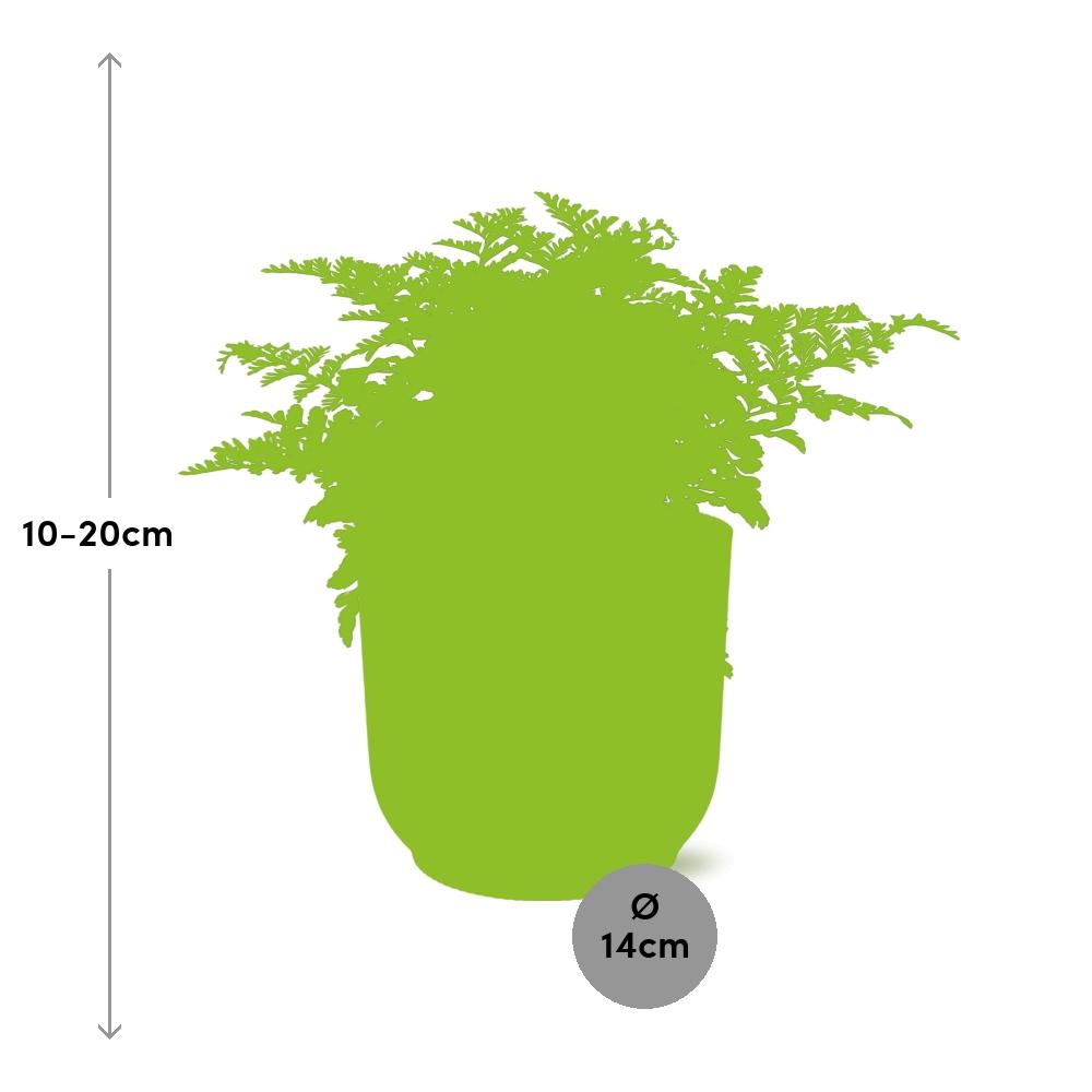 Asplenium parvati in ELHO Vibes Fold Pot, Pink, Ø14cm - ↕15cm