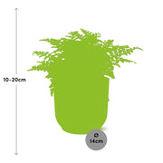 Asplenium parvati in ELHO Vibes Fold Pot, Pink, Ø14cm - ↕15cm